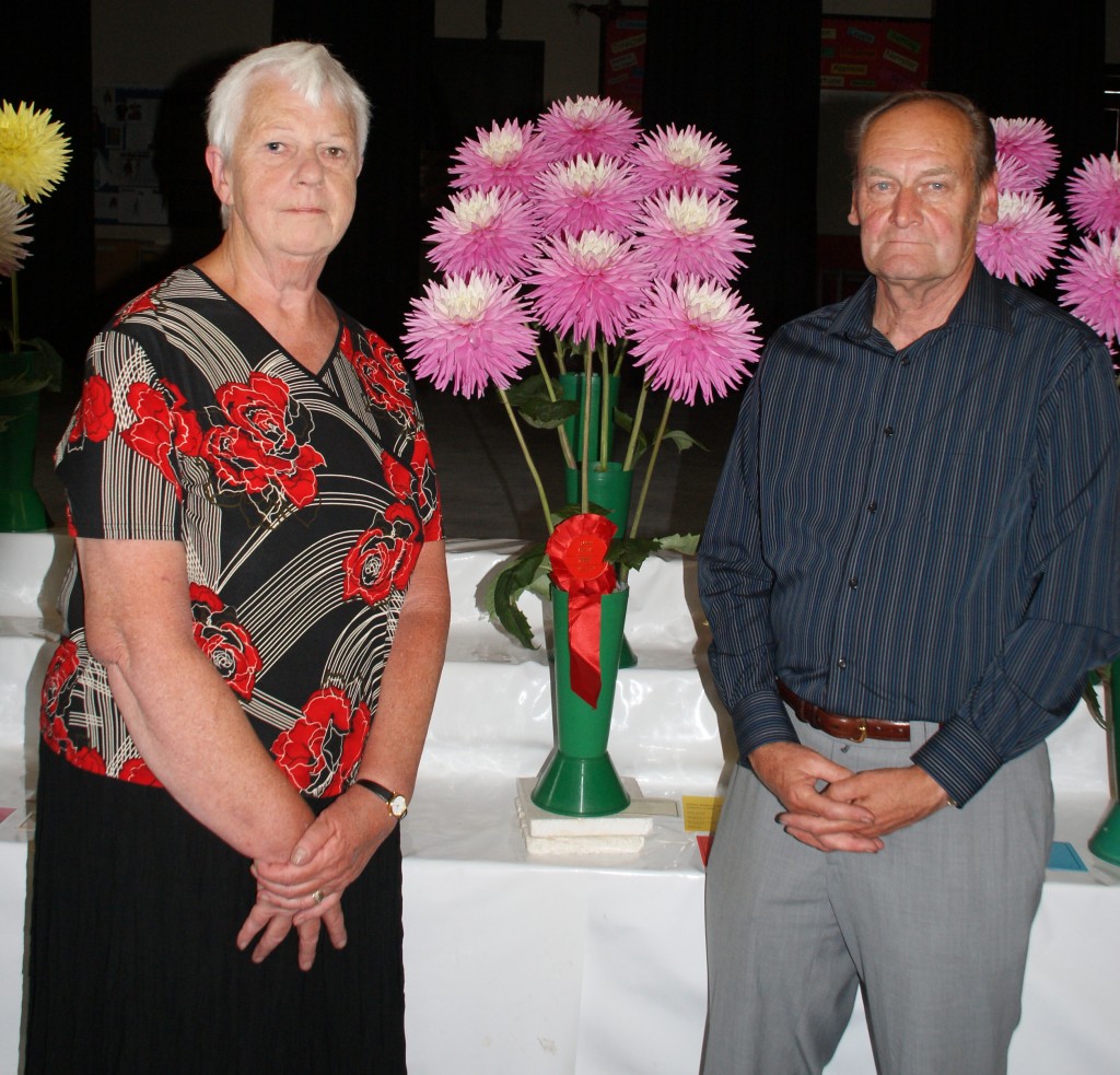 NINE BLOOMS OF HILLCREST CANDY . 1ST. Essex Dahlia Society